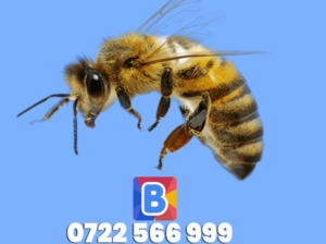 bee-removal services nairobi kenya