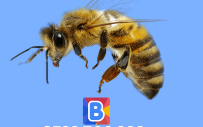 Bee Removal Services in Kenya